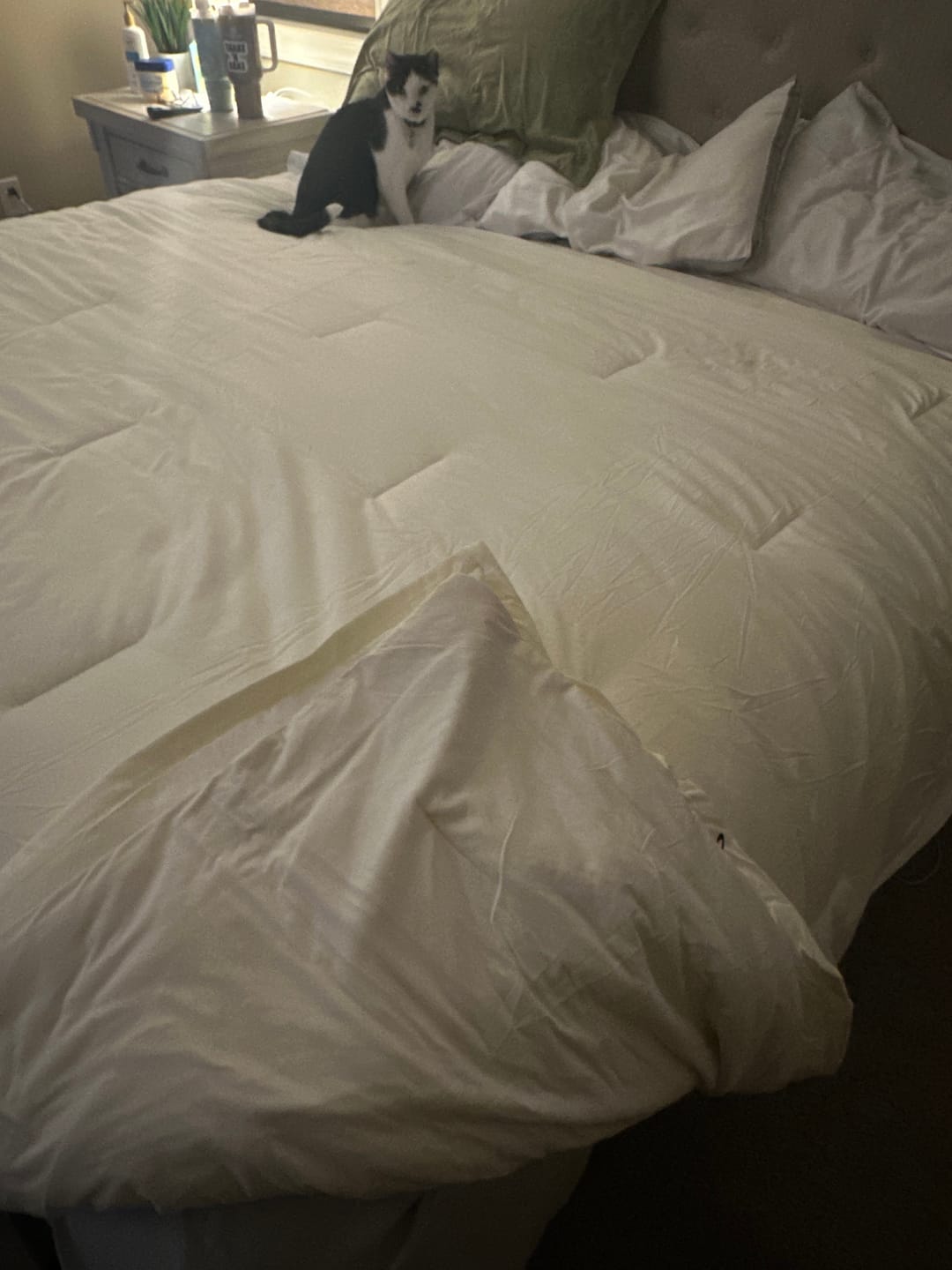 Julia L., Stargard Szczeciński